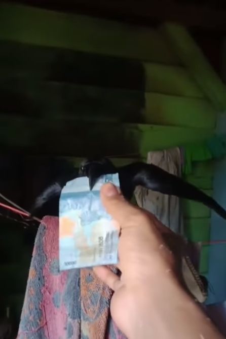 Video amatir yang merekam peristiwa unik, yakni seekor burung pulang membawa uang, viral di media sosial Instagram, Sabtu (9/4/2022). [Instagram/terangmedia]
