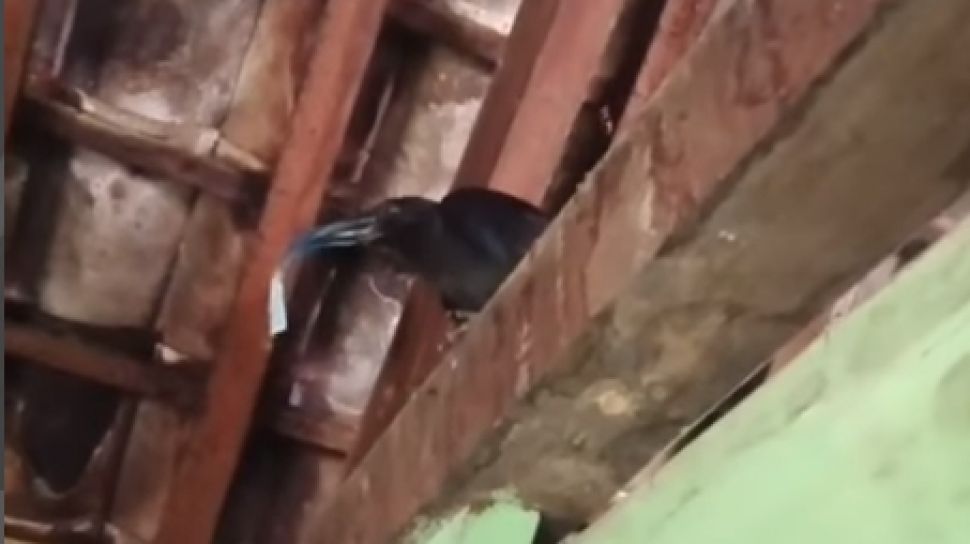 Video Viral Burung Pulang Bawa Uang Rp 50 Ribu untuk Pemiliknya, Publik: Gagak Ngepet!