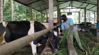 Baznas Gelar Sosialisasi Pencegahan PMK pada Hewan Ternak